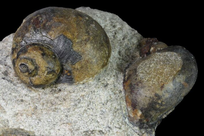 Two Ordovician Gastropod Fossils - Morocco #164096
